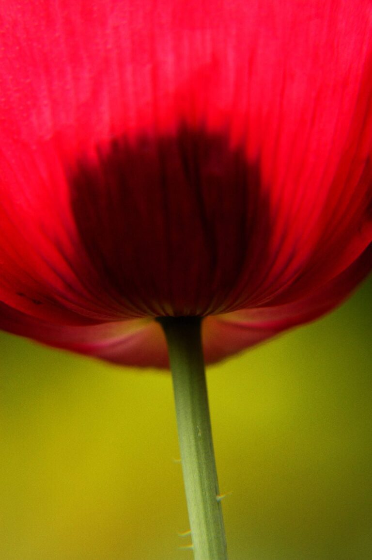 PAPAVER SM.CYCLUS