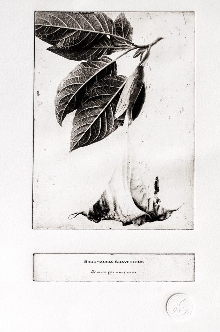 HERBIER ENCHANTÉ