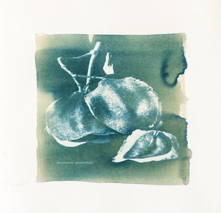 HERBIER BLEU DE PRUSSE