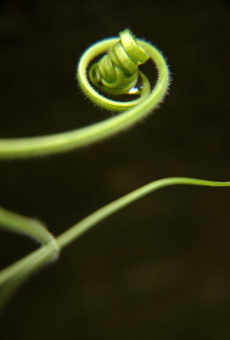 VERDURE